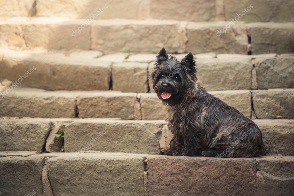 Schnauzer Miniature Cairn Terrier Cairn Terrier Parson Russell
