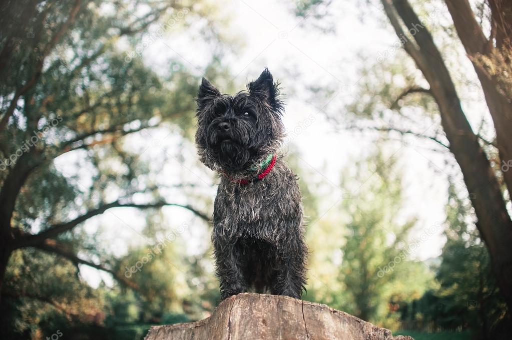 Cairn Terrier dog, portrait close 