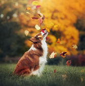 junger Border Collie Hund spielt im Herbst mit Blättern