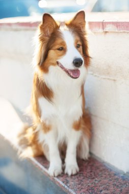 Güneş ışığı kırmızı köpek kenar kömür ocağı