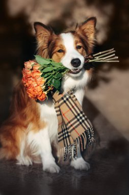 Bir buket çiçek tutan kırmızı Border Collie köpek