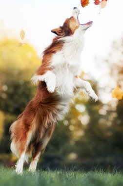 sonbahar yaprakları ile oynayan genç kenar kömür ocağı köpek