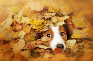 sonbahar yaprakları ile oynayan genç kenar kömür ocağı köpek