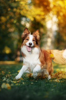 sonbahar yaprakları ile oynayan genç kenar kömür ocağı köpek