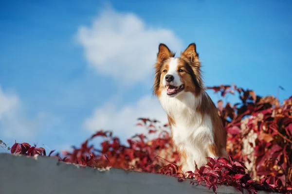 Gökyüzüne karşı kırmızı Border Collie köpek