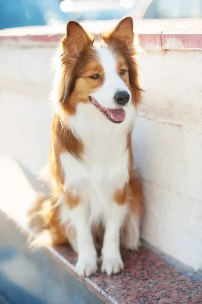 Κόκκινο σκυλί σύνορο σύγκρουση στο φως του ήλιου — Φωτογραφία Αρχείου