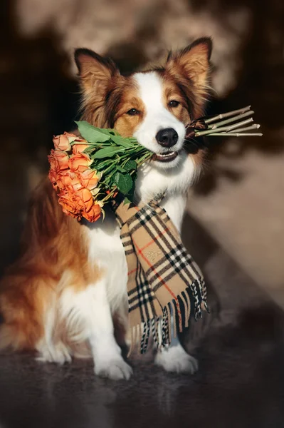 Red Border Collie dog holding a bouquet of flowers