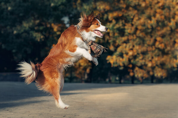 Young border collie dog