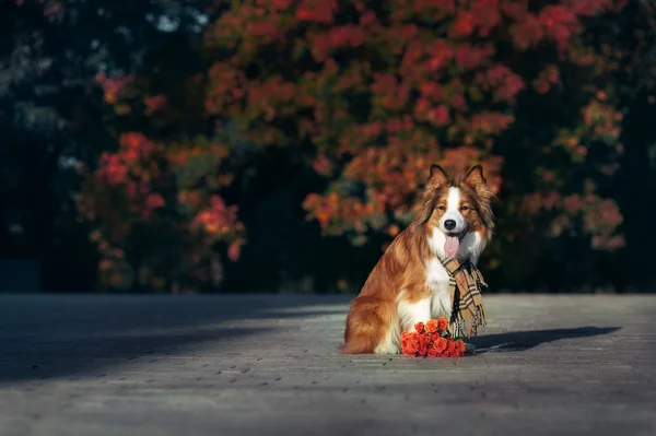 花の花束と赤ボーダーコリー犬 — ストック写真