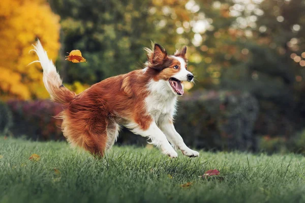 Jonge Bordercollie hond spelen met bladeren in de herfst — Stockfoto