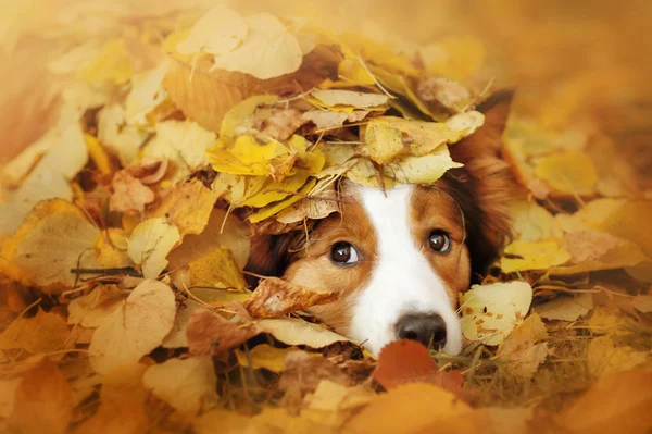 Junger Border Collie Hund spielt im Herbst mit Blättern — Stockfoto