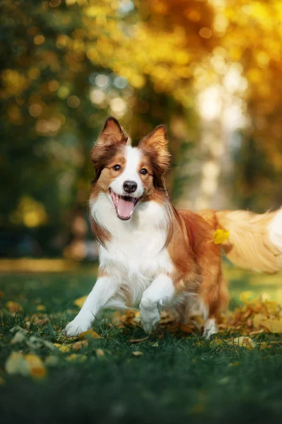 Junger Border Collie Hund spielt im Herbst mit Blättern — Stockfoto