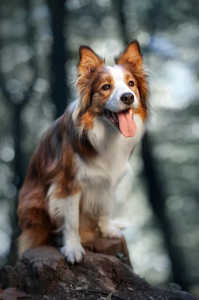 Red dog border collie in sunlight — Stock Photo, Image