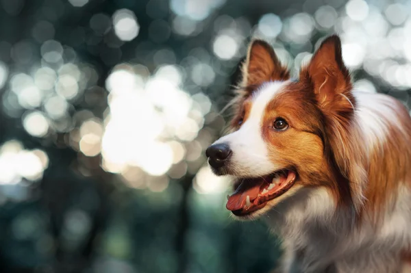 Red dog border collie in sunlight — Stock Photo, Image