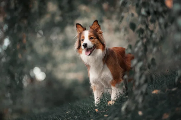 誇りに思ってボーダーコリー犬 — ストック写真