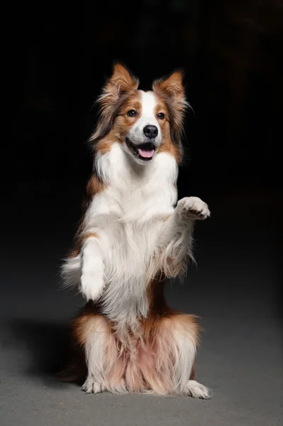 Lycklig hund border collie visar trick — Stockfoto