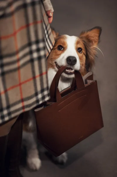 Bonito fronteira collie cão detém um saco — Fotografia de Stock