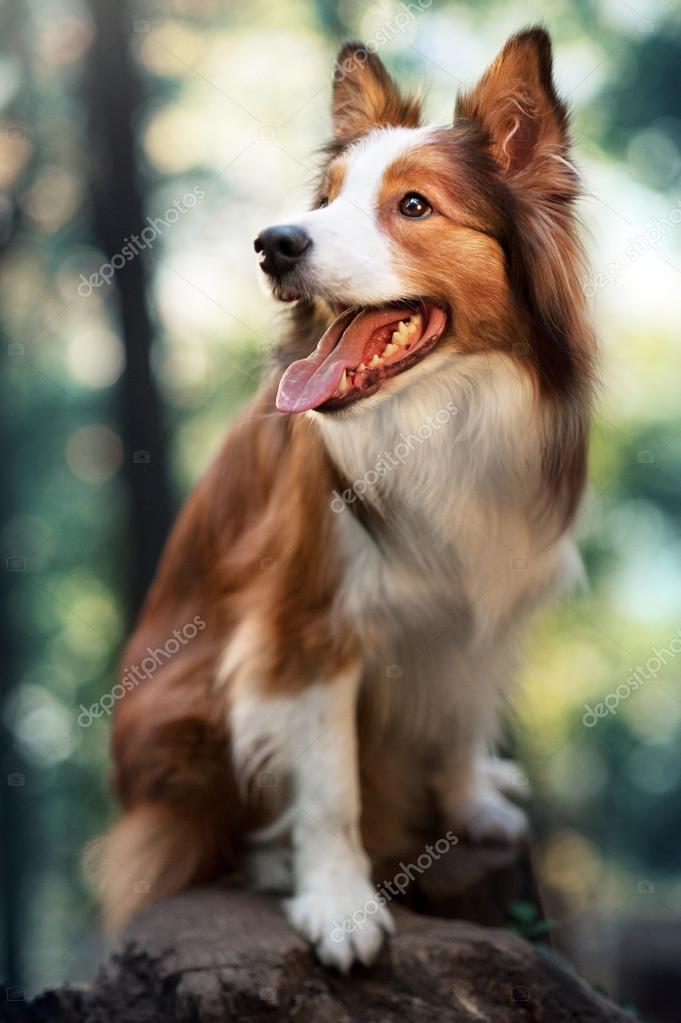 Red tricolor border collie 2025