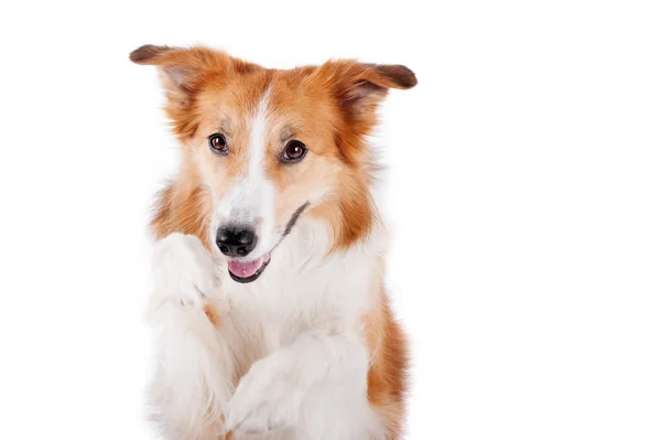 Portrait de chien collie bordure rouge, isolé sur blanc — Photo