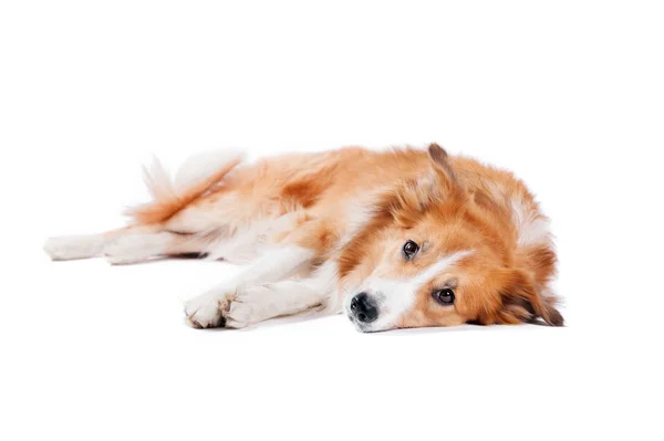 Cansado Border Collie cão deitado sobre um fundo branco — Fotografia de Stock
