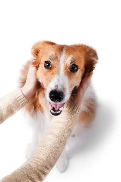 Hombre abrazando la frontera collie perro, aislado en blanco — Foto de Stock