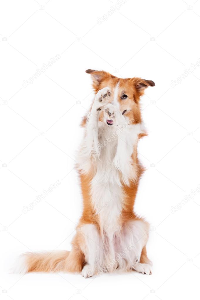 beautiful red border collie closes one eye, isolated on white