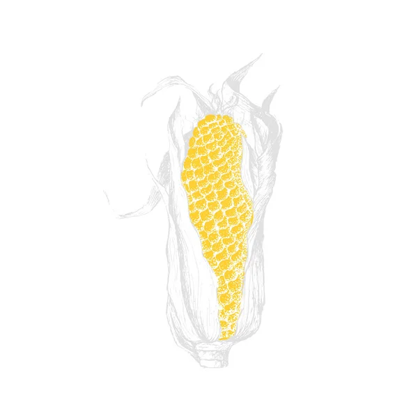 Ізольований малюнок солодкої кукурудзи. Векторні — стоковий вектор