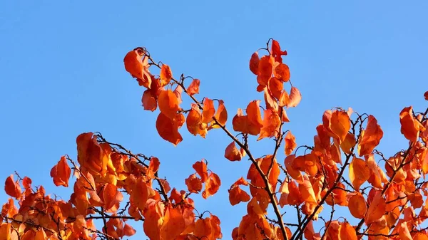Une Branche Rouge Abricot Contre Ciel Bleu Heure Automne — Photo