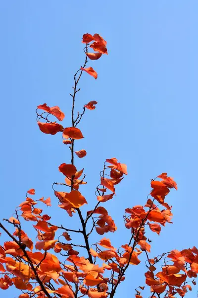 Une Branche Rouge Abricot Contre Ciel Bleu Heure Automne — Photo