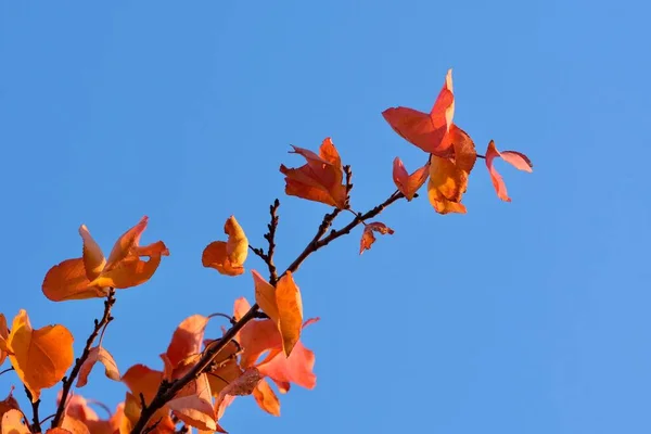 Une Branche Rouge Abricot Contre Ciel Bleu Heure Automne — Photo