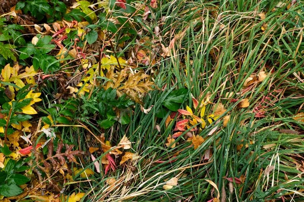 Colors Autumn Autumn Grass Strewn Yellow Orange Red Foliage — Stock Photo, Image