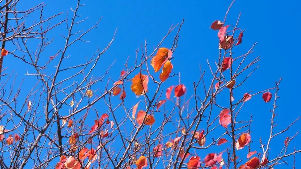 Die Farben Des Herbstes Bunte Blätter Den Ästen Eines Aprikosenbaums — Stockfoto