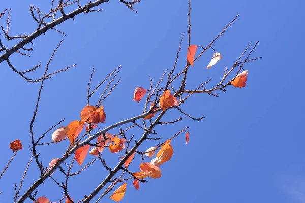 Les Couleurs Automne Feuilles Colorées Sur Les Branches Abricot Fin — Photo