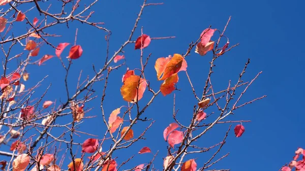 Les Couleurs Automne Feuilles Colorées Sur Les Branches Abricot Fin — Photo