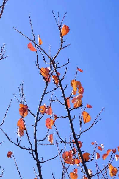 Les Couleurs Automne Feuilles Colorées Sur Les Branches Abricot Fin — Photo