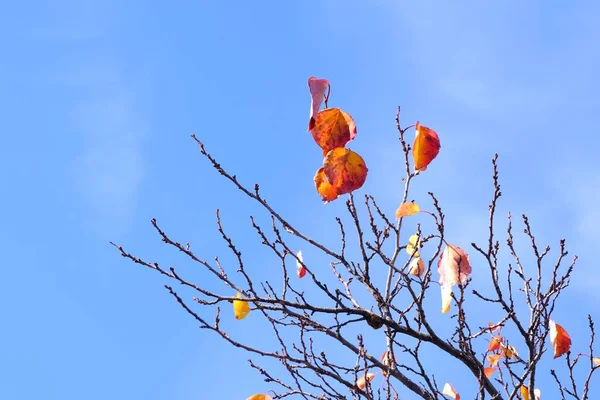 Die Farben Des Herbstes Bunte Blätter Den Ästen Eines Aprikosenbaums — Stockfoto