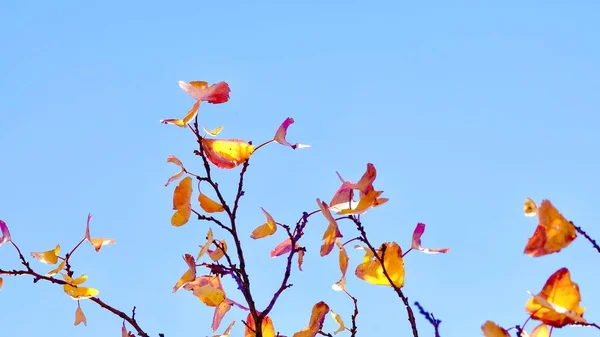 Les Couleurs Automne Feuilles Colorées Sur Les Branches Abricot Fin — Photo