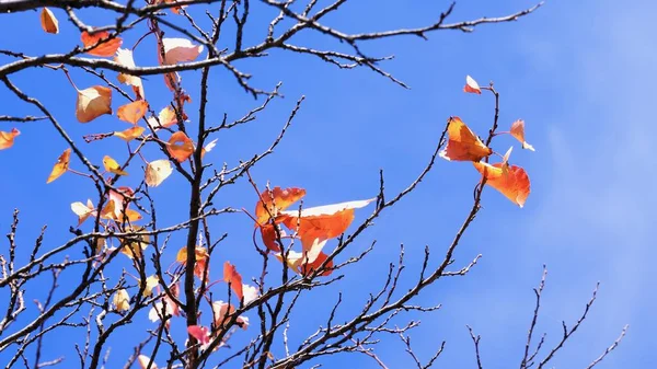 Les Couleurs Automne Feuilles Colorées Sur Les Branches Abricot Fin — Photo