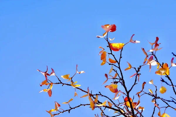 Les Couleurs Automne Feuilles Colorées Sur Les Branches Abricot Fin — Photo