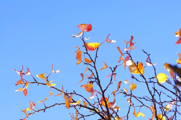 Barvy Podzimu Barevné Listy Větvích Meruňky Konci Podzimu Proti Modré — Stock fotografie