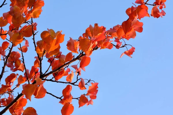 Des Feuilles Abricot Automne Colorées Contre Ciel Bleu Octobre — Photo