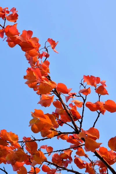 Des Feuilles Abricot Automne Colorées Contre Ciel Bleu Octobre — Photo