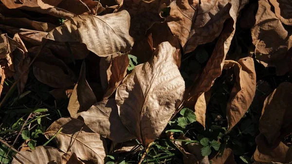 Autumn Brown Foliage Close Autumn Composition — Stock Photo, Image