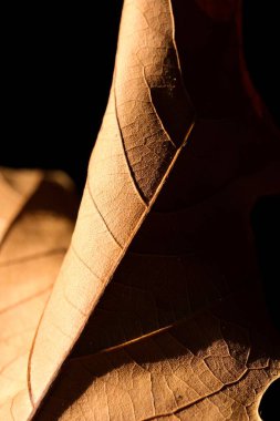 Sonbahar akçaağaç yaprağı yakın plan. Soyut fotoğraf. Makro fotoğraf.