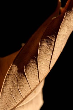 Sonbahar akçaağaç yaprağı yakın plan. Soyut fotoğraf. Makro fotoğraf.