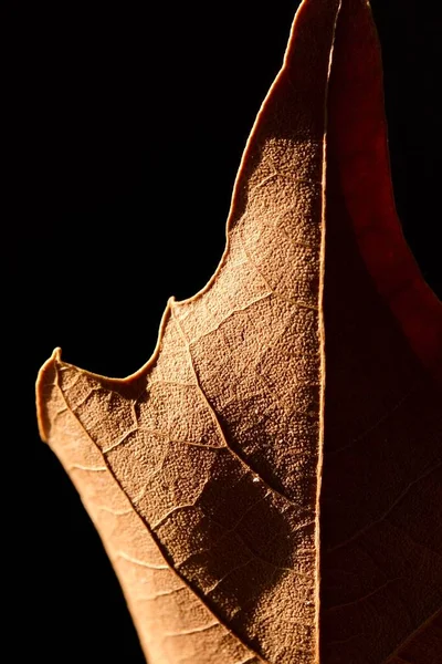 Herfst Esdoorn Blad Close Abstracte Foto Macro Foto — Stockfoto