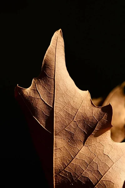 Primeros Planos Hoja Arce Otoño Foto Abstracta Macro Foto —  Fotos de Stock