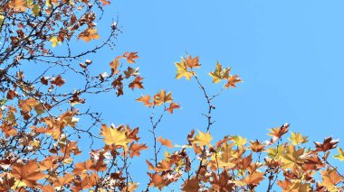 Mavi gökyüzü arka planında renkli sonbahar akçaağaç yaprakları. Altın sonbahar. Soyut kompozisyon.