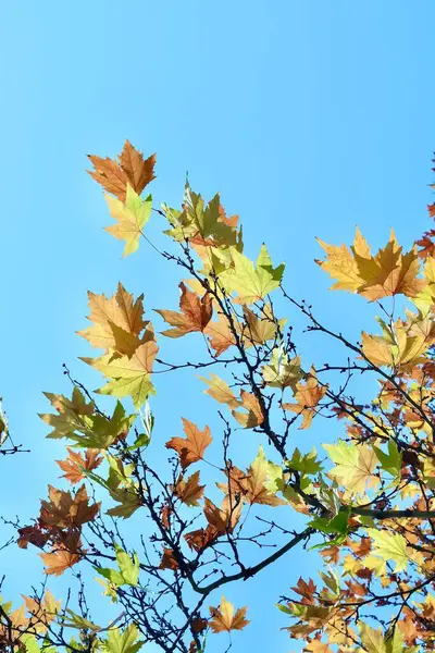 Feuilles Érable Automne Colorées Sur Fond Bleu Ciel Automne Doré — Photo