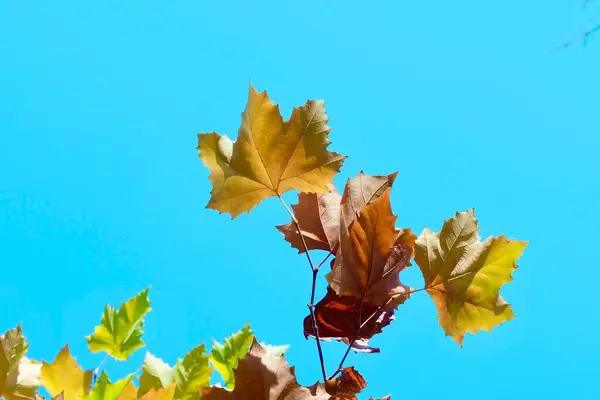 Bunte Herbst Ahornblätter Auf Blauem Himmel Hintergrund Goldener Herbst Abstraktes — Stockfoto